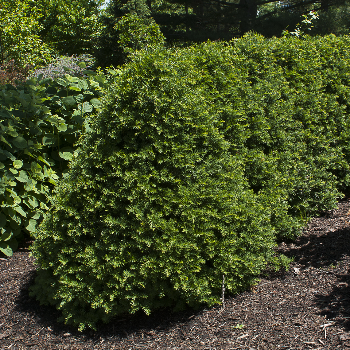 A specimen of Captain a conical variety of yew in a landscape