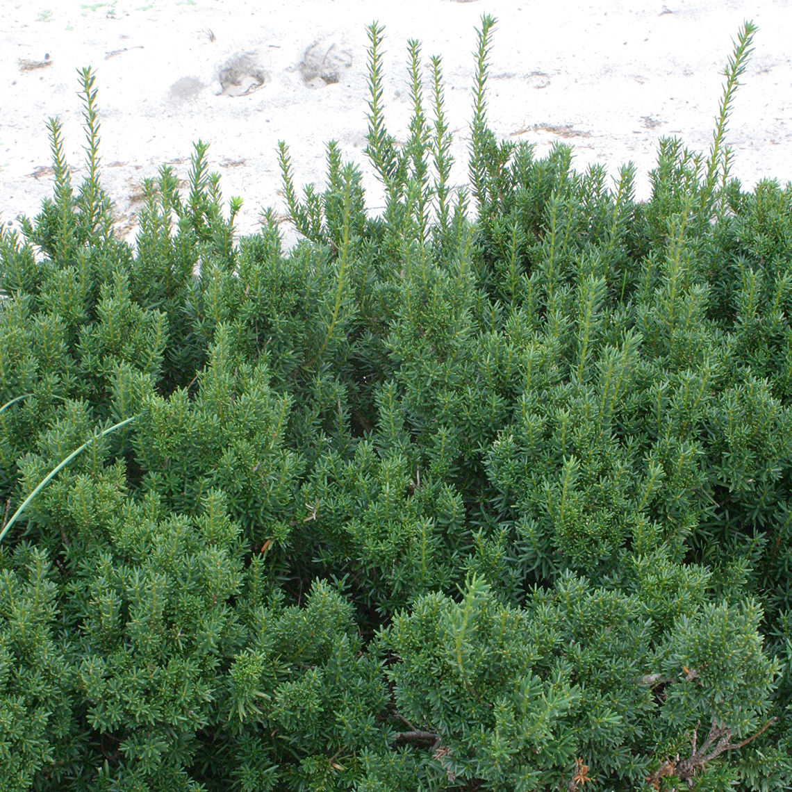 Dark Green Spreader yew in a landscape