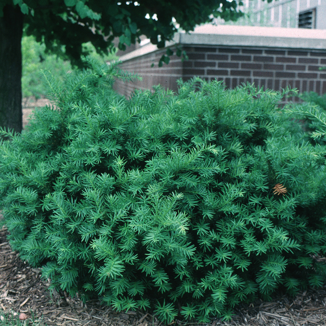 Densiformis yew growing with its characteristic short rounded habit in a landscape