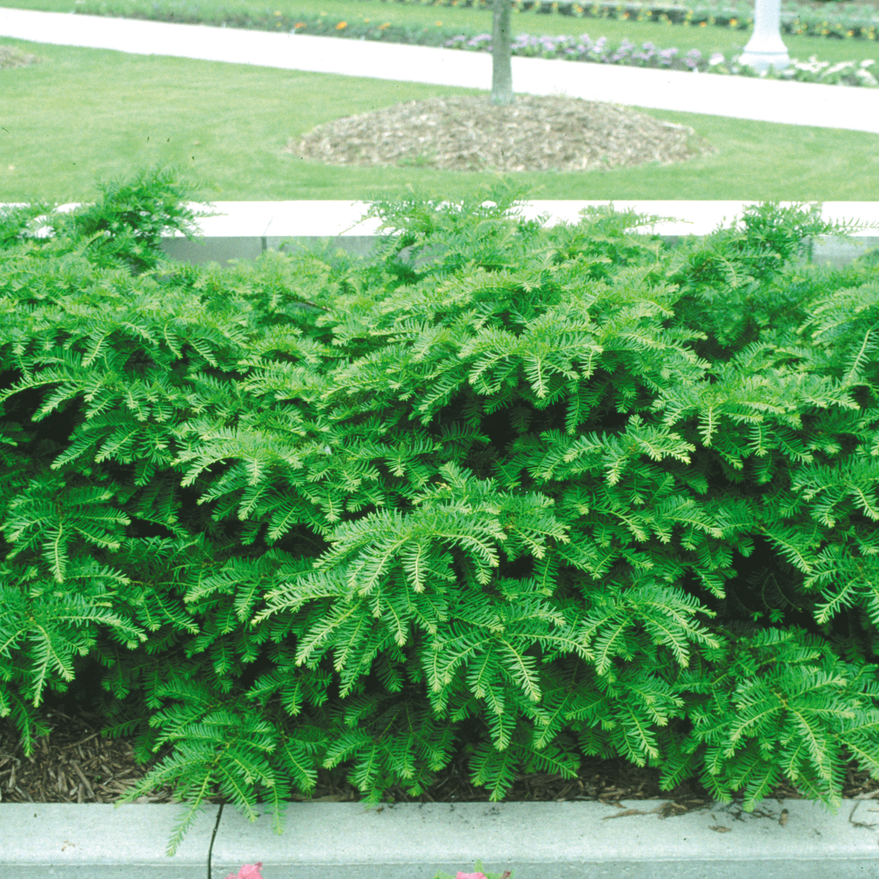 Green Wave yew in a landscape