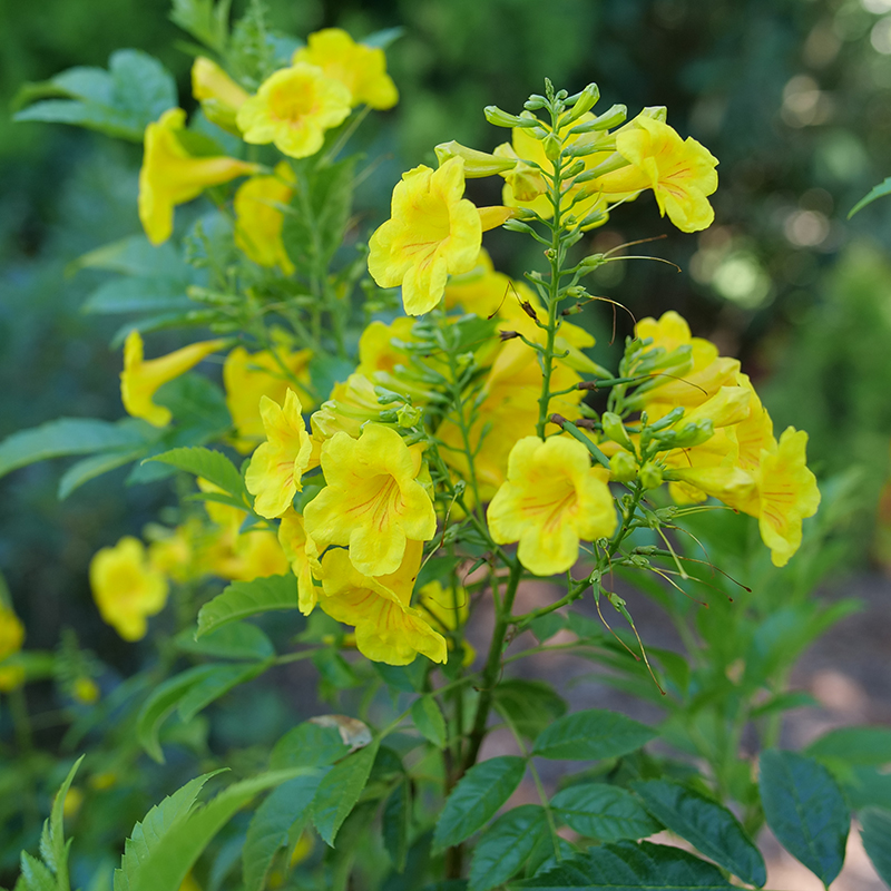 Close up of the yellow blooms of Chicklet Gold trumpet bush 