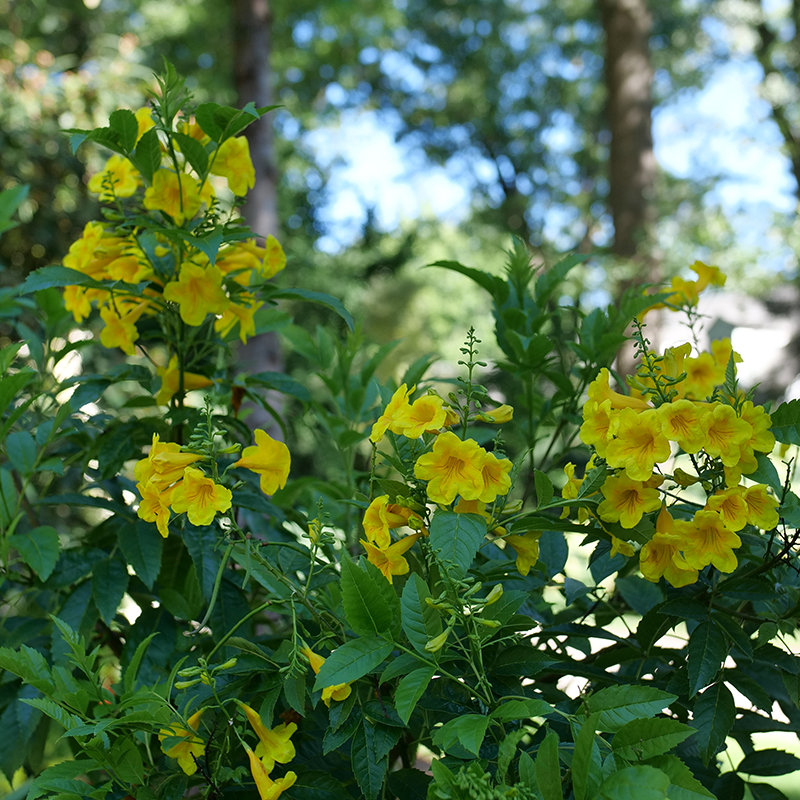 Chicklet Gold tecoma with yellow trumpet-like blooms in a landscape