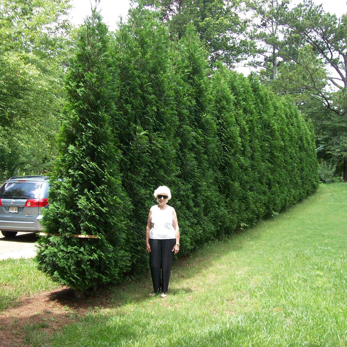 A woman named Mavis in front of a hedge of American Pillar arborvitae