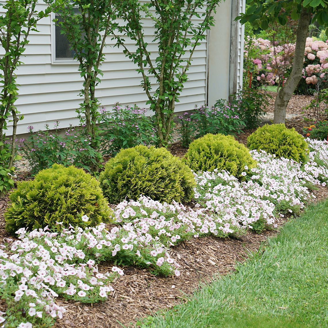Four Annas Magic Ball dwarf arborvitae in a landscape surrounded by petunias