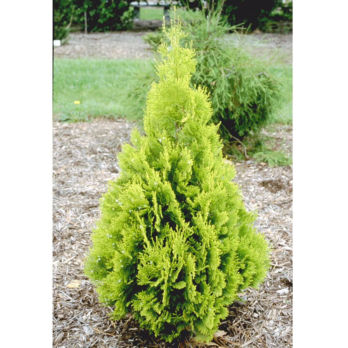 Beverly Hills arborvitae has soft texture and glowing golden color