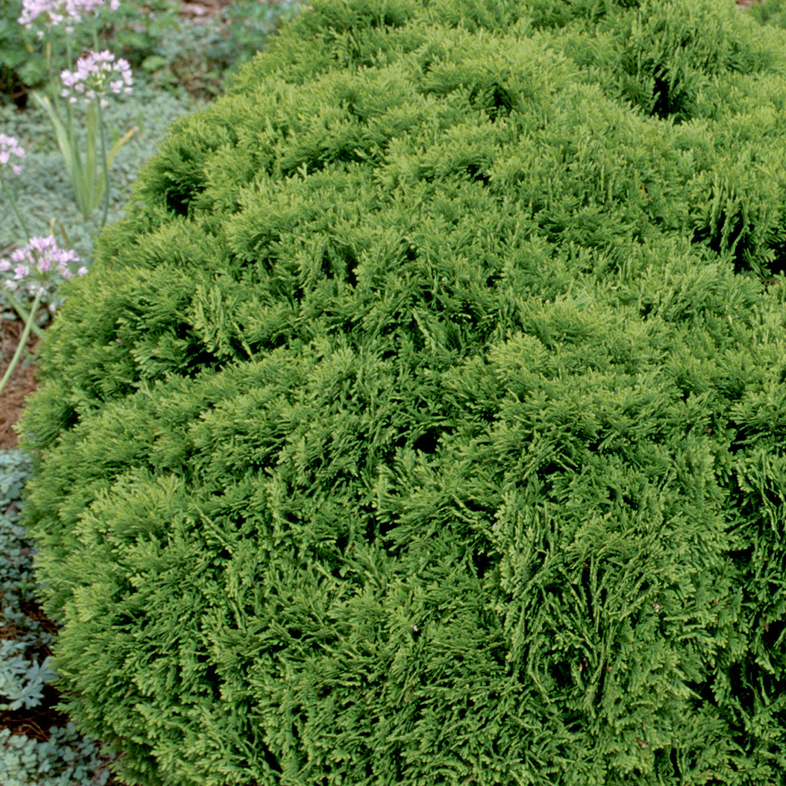 Danica a dwarf evergreen arborvitae with bright green scale like foliage