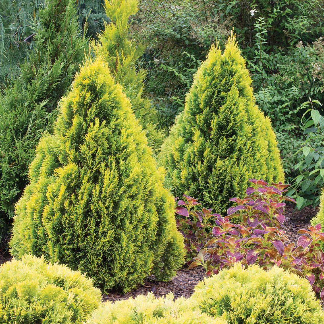 Two specimens of dwarf golden Filips Magic Moment arborvitae in a landscape surrounded by other evergreens