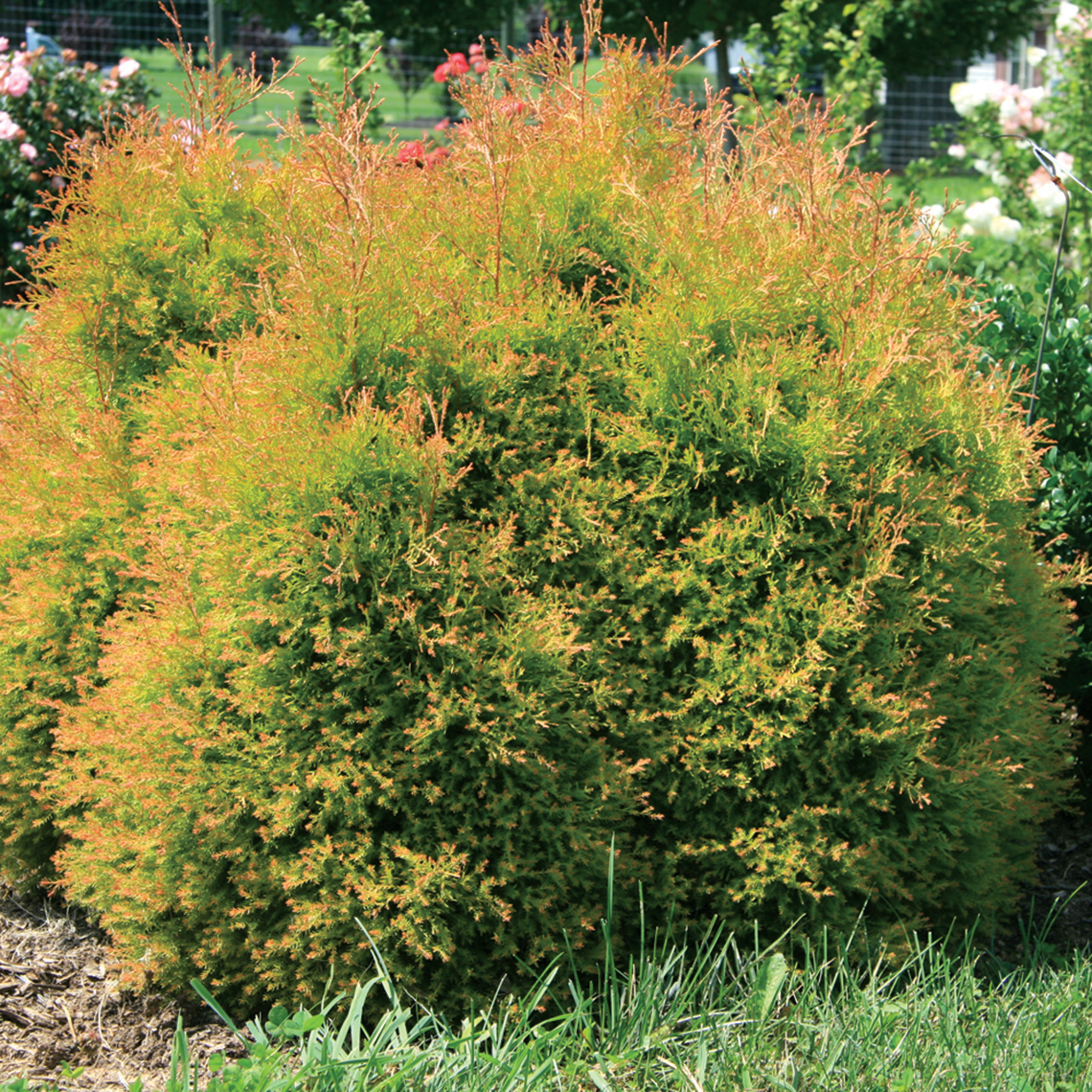 Fire Chief arborvitae forms a glowing rounded shape in the landscape
