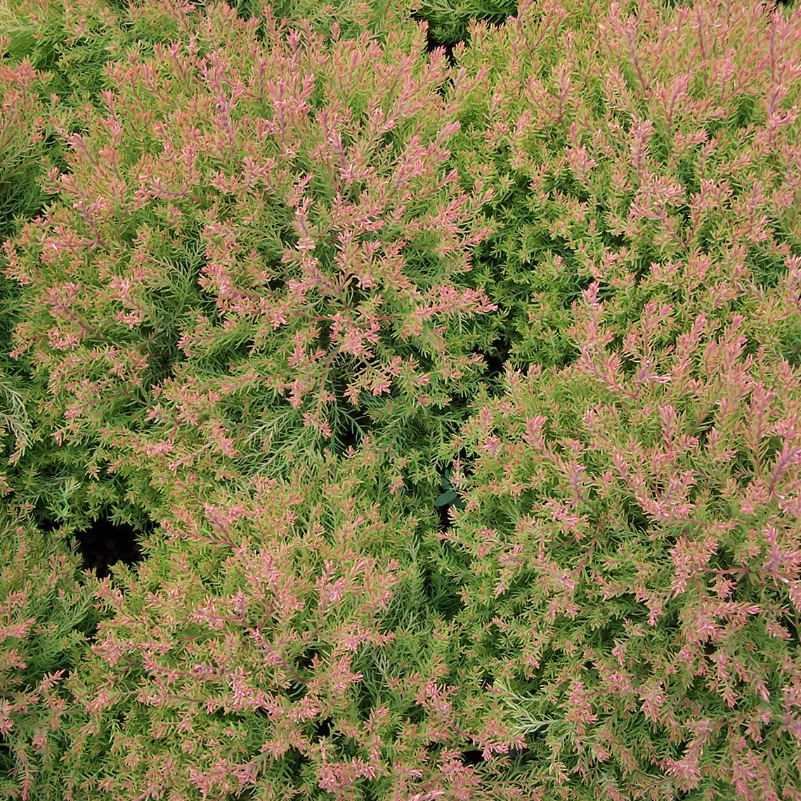 A closeup of the evergreen red yellow and green foliage of Fire Chief arborvitae