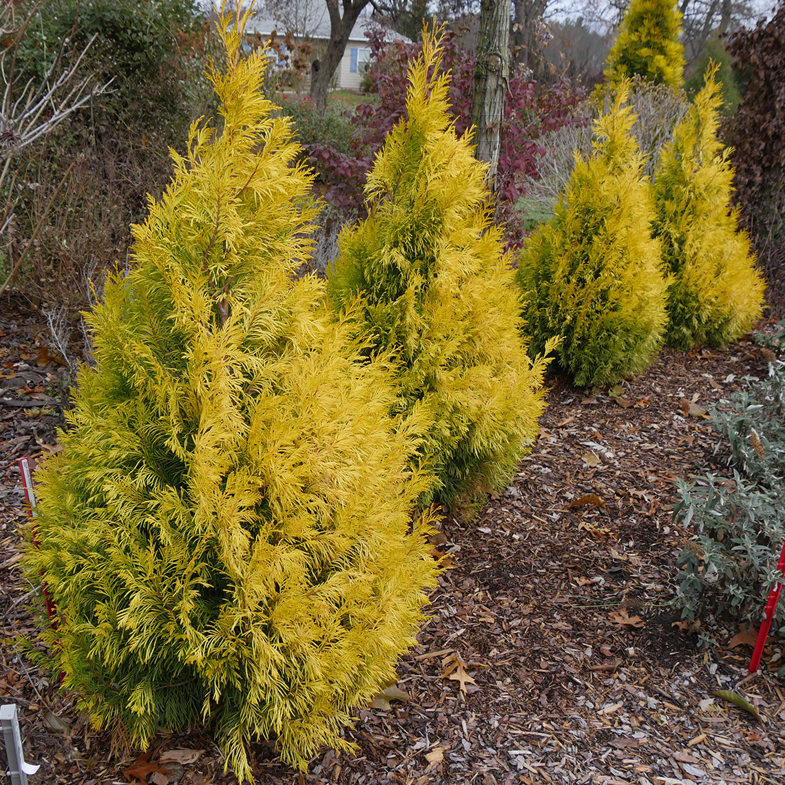 Four specimens of bright gold pyramidal Fluffy Western arborvitae growing in an arc in the landscape