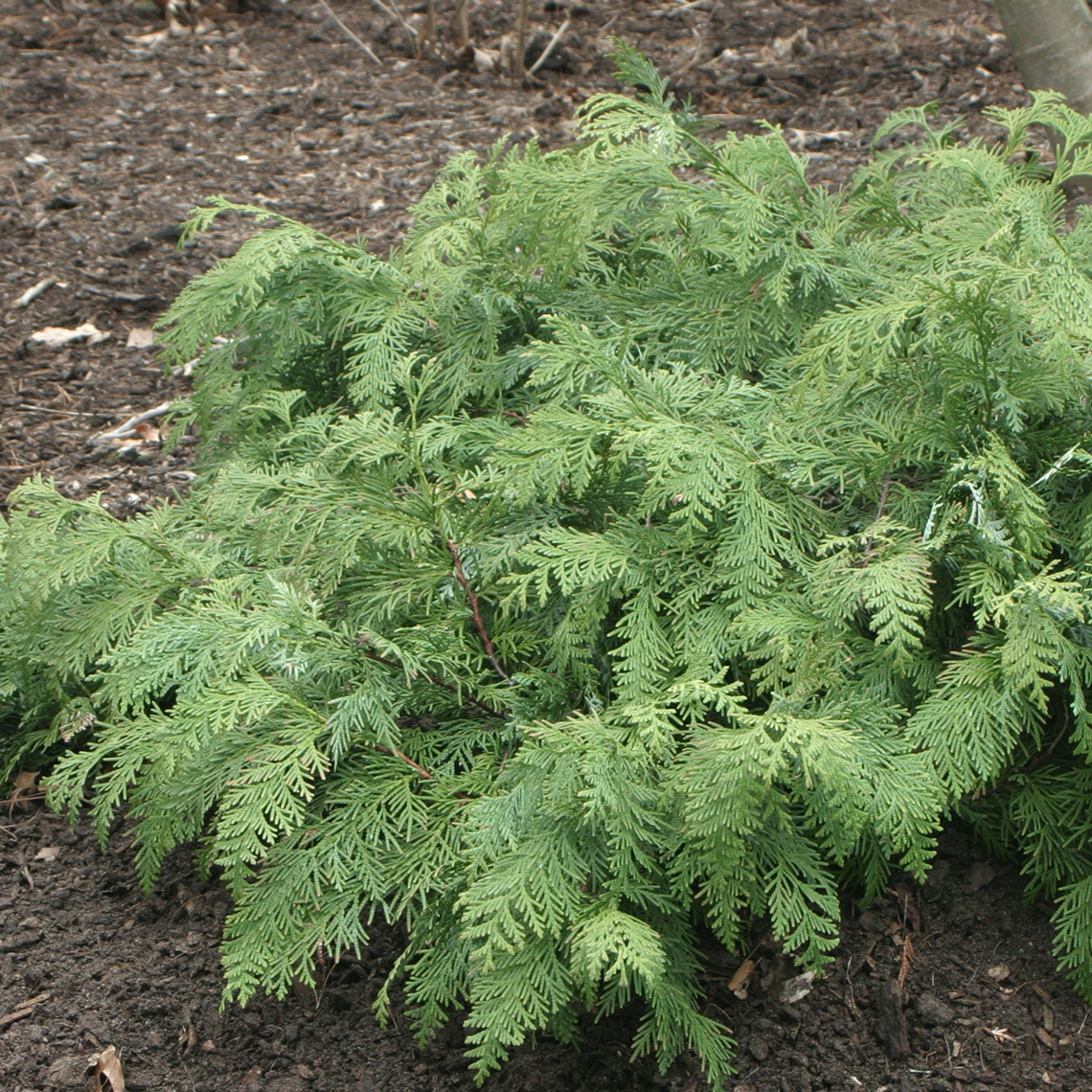 Glauca Prostrata Korean arborvitae surrounded by soil and mulch