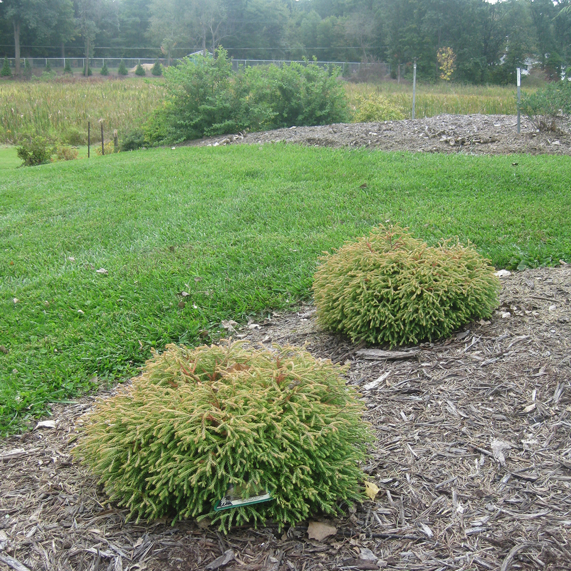 Two pincushion like Golden Tuffet arborvitae growing in a landscape