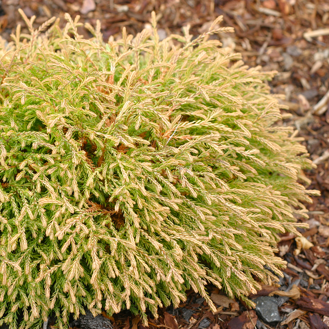 Closeup of the unique scale like golden foliage of Golden Tuffet arborvitae