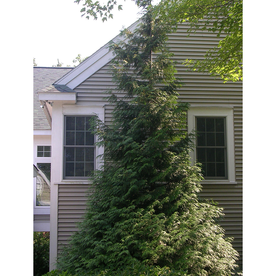 A large specimen of pyramidal evergreen Green Giant arbovitae planted between two windows of a tan colored house