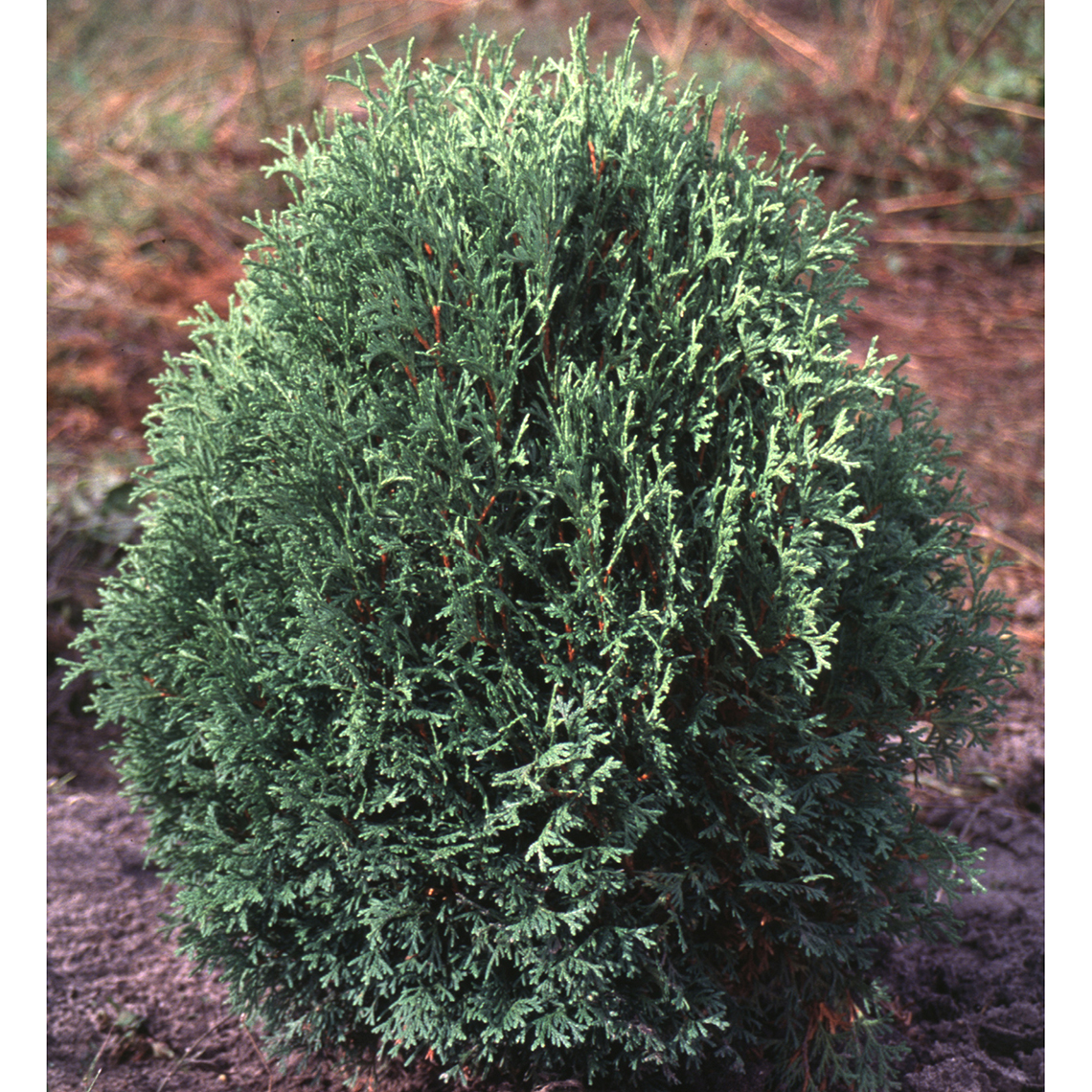 Little Gem arborvitae naturally grows as a squat but oblong evergreen dwarf shrub