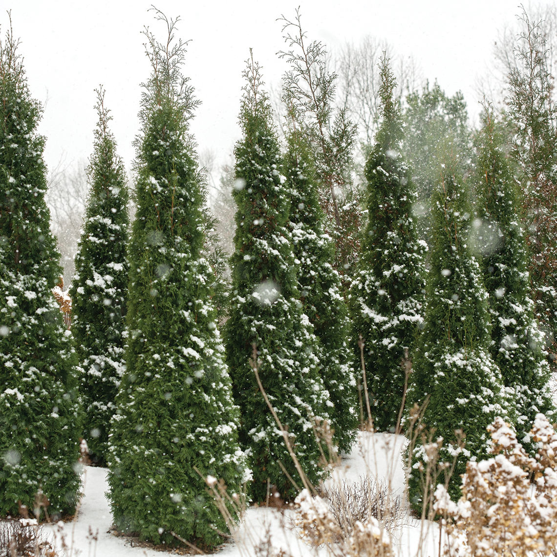 A cluster of narrow columnar North Pole arborvitae in winter with snow