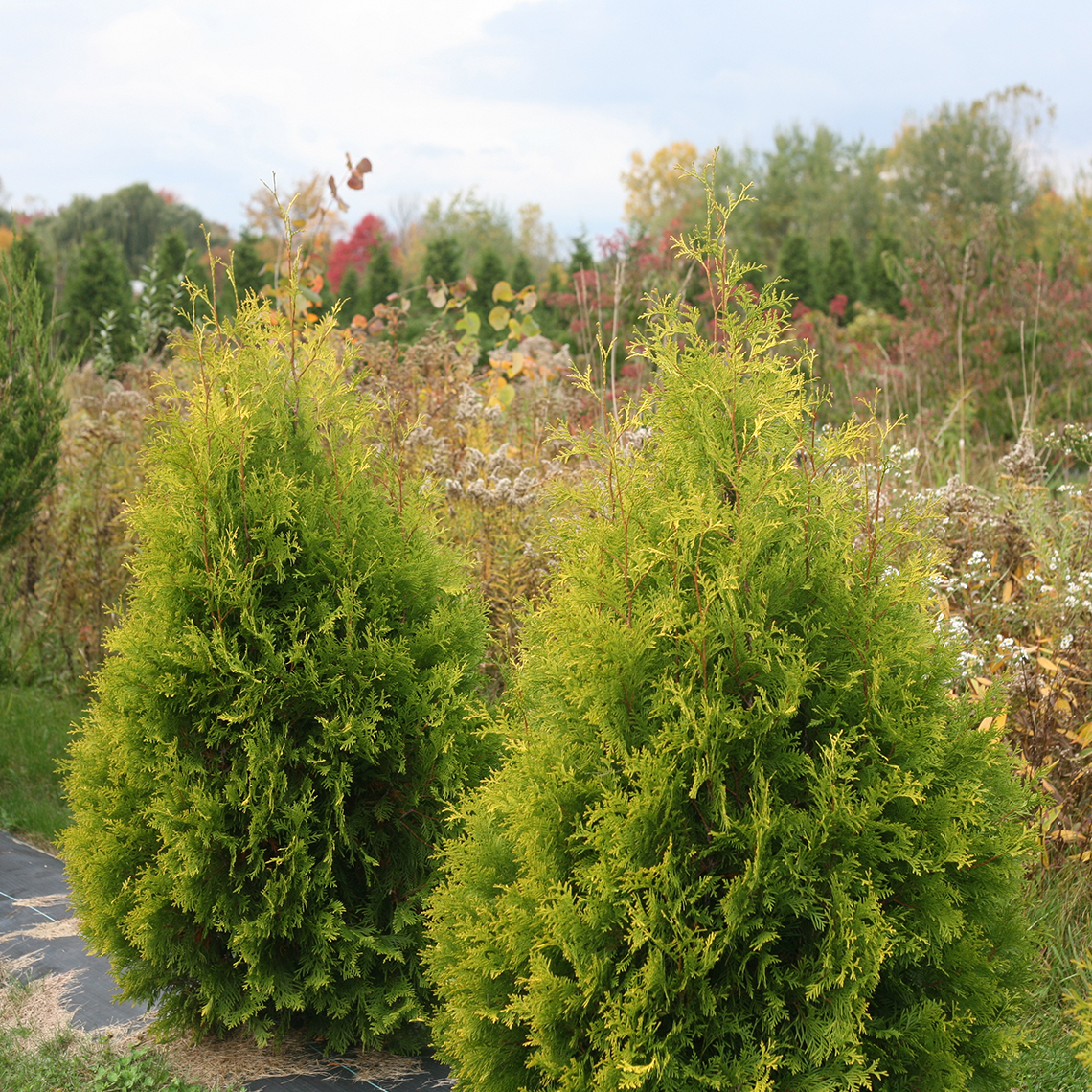 Two specimens of Polar Gold arborvitae growing in a field showing their pyramidal habit and golden foliage