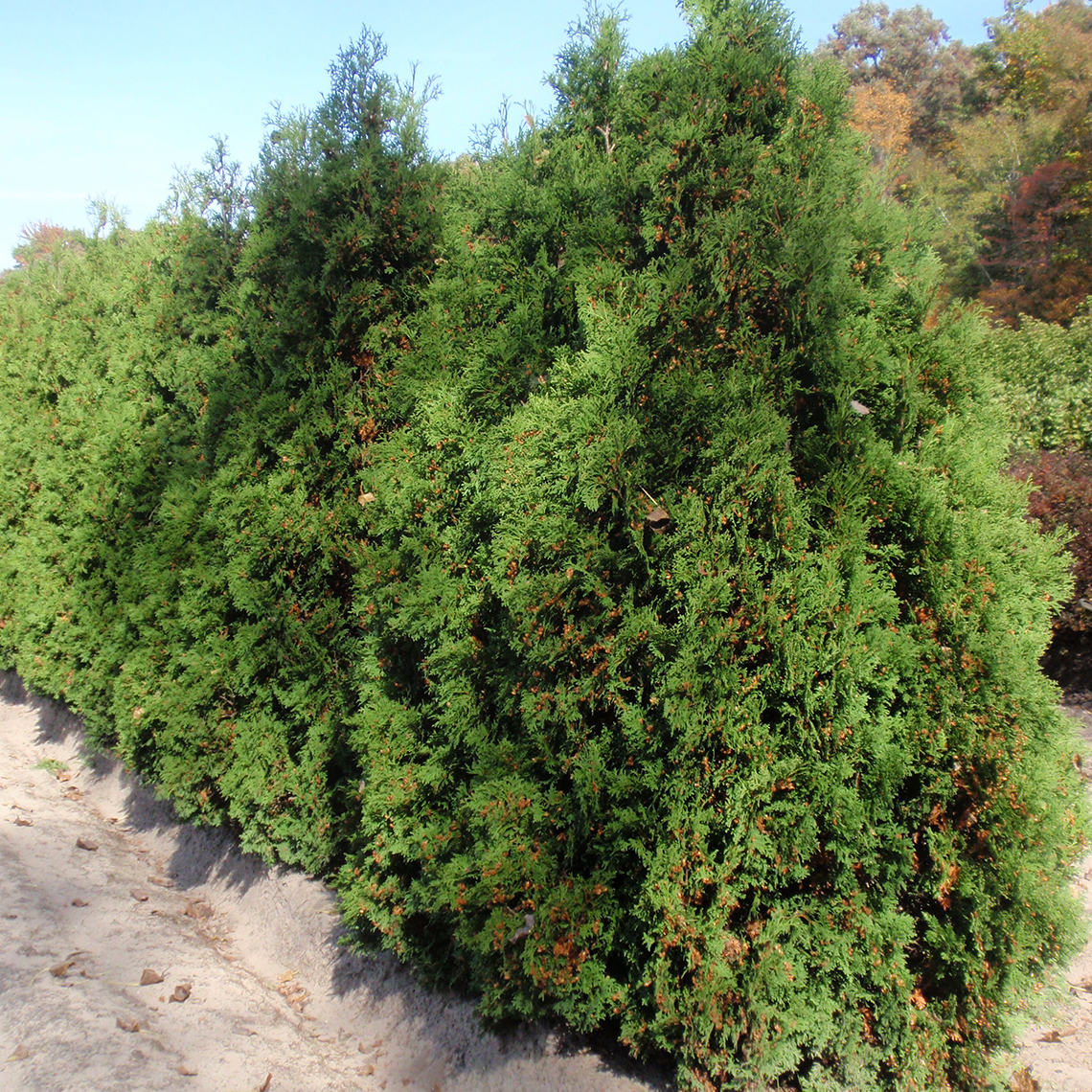 Pyramidalis arborvitae is a basic evergreen for hedging