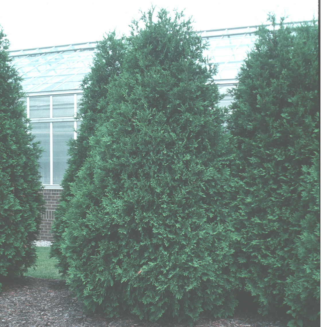 Techny arborvitae growing in front of a greenhouse displaying its squat pyramidal habit