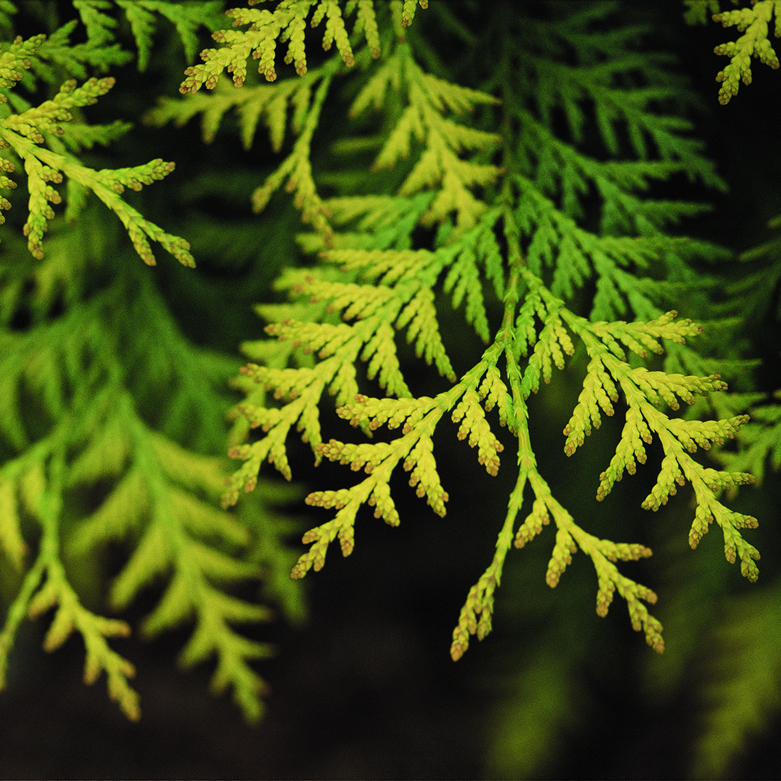 Closeup of the foliage of Techny Gold arborvitae showing its color and texture