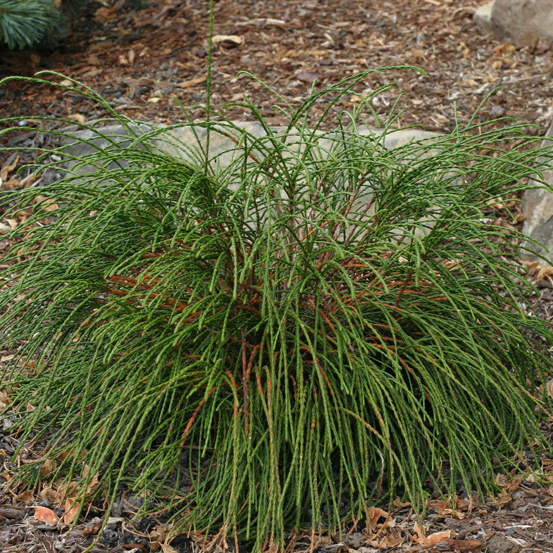 Whipcord Western arborvitae planted in front of a rock showing its unique cord like stems