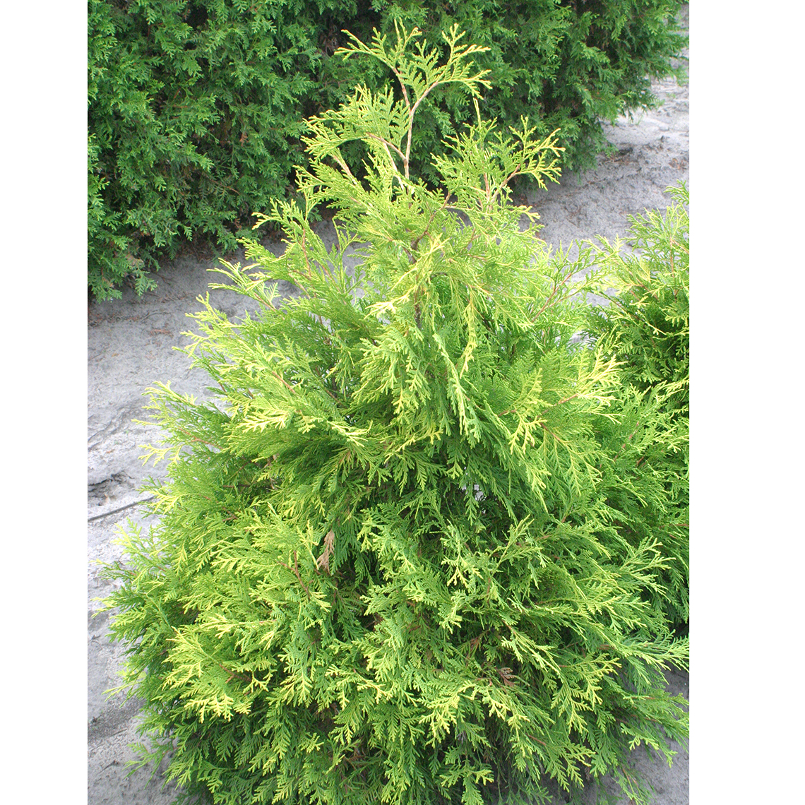 Yellow Holmstrup arborvitae grows as a loose pyramid of bright golden foliage