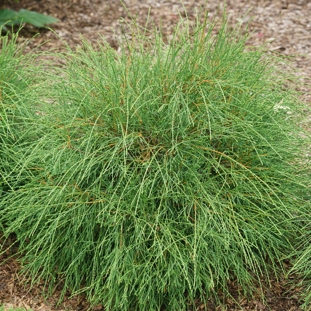 An evergreen with unusual thread-like foliage planted in a landscape and surrounded by mulch.