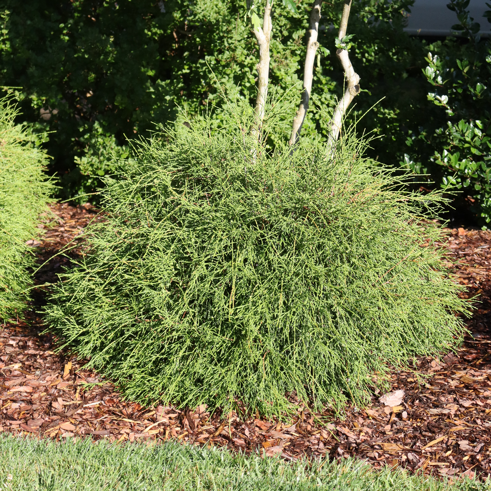 An evergreen with unusual whip-like stems planted in front of a tree and surrounded by mulch.