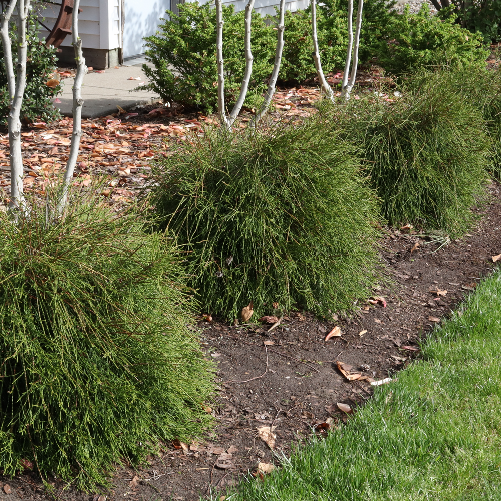 Three arborvitae with unusual thread like stems in a landscape.