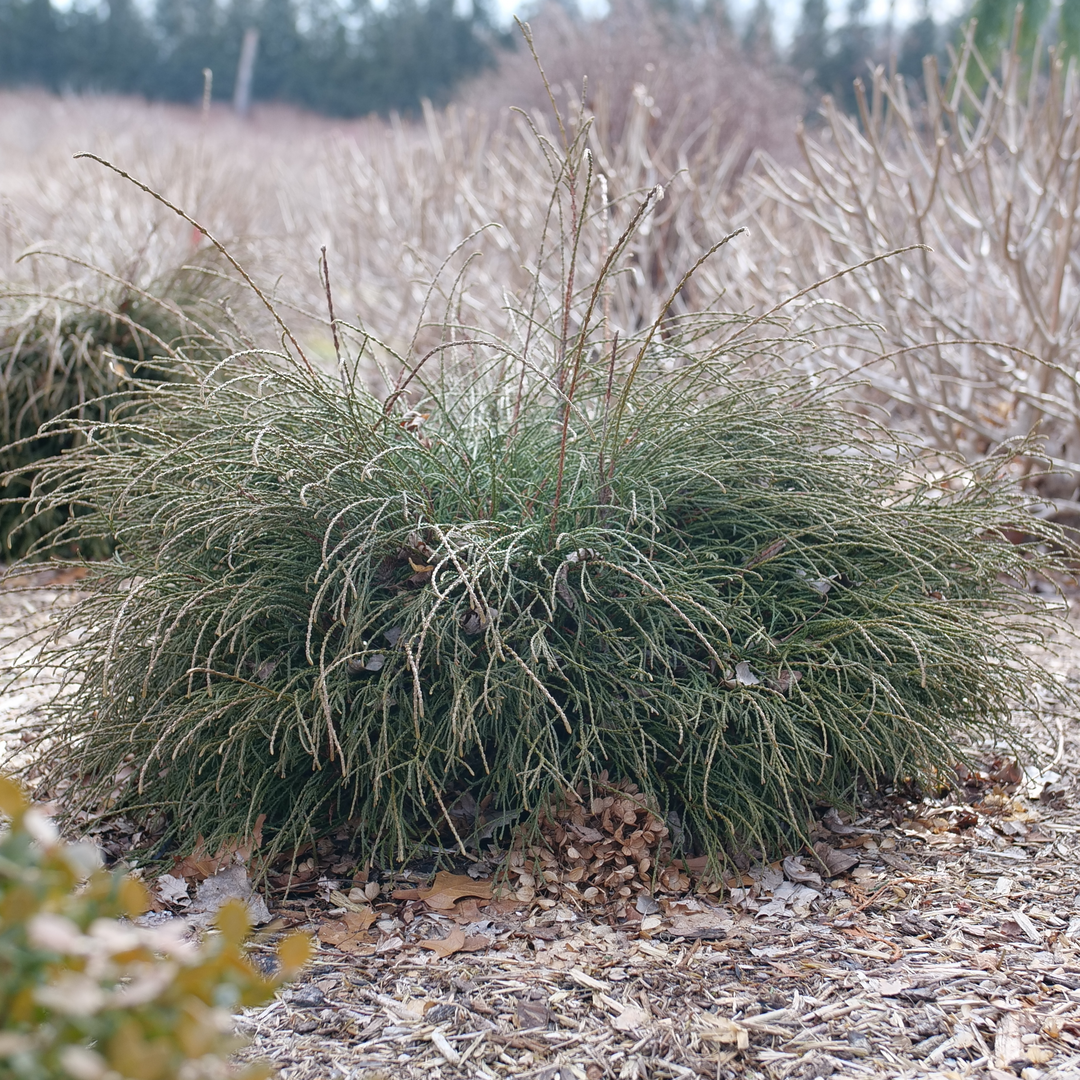 A specimen of Whip it Good arborvitae with its unique thread like foliage sits in a wintery landscape. 