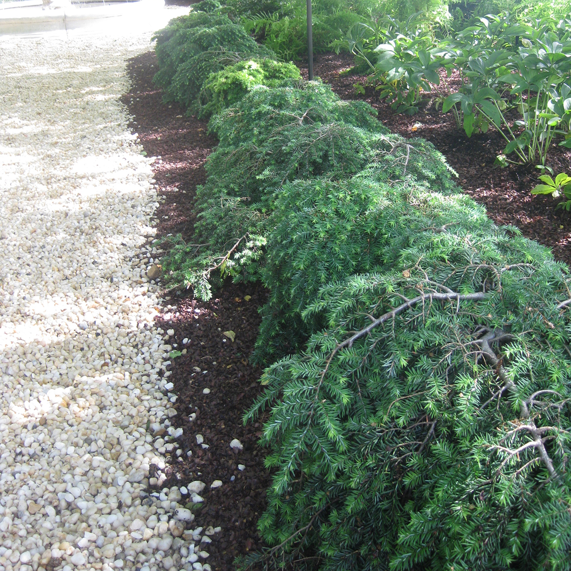 A hedge of low growing dwarf Jeddeloh hemlock