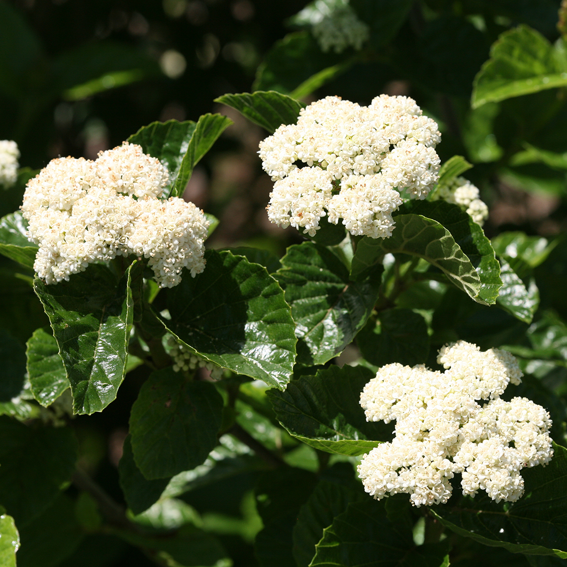 Three white flower clusters on All That Glows viburnum