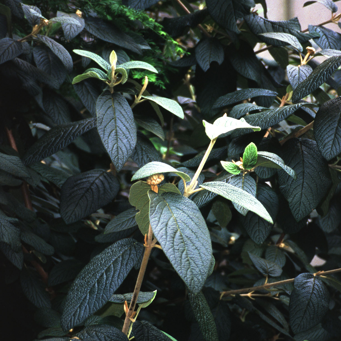 The very dark green textured foliage of Allgheny viburnum