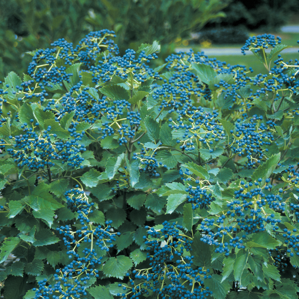 Clusters of blue fruit on Blue Muffin viburnum