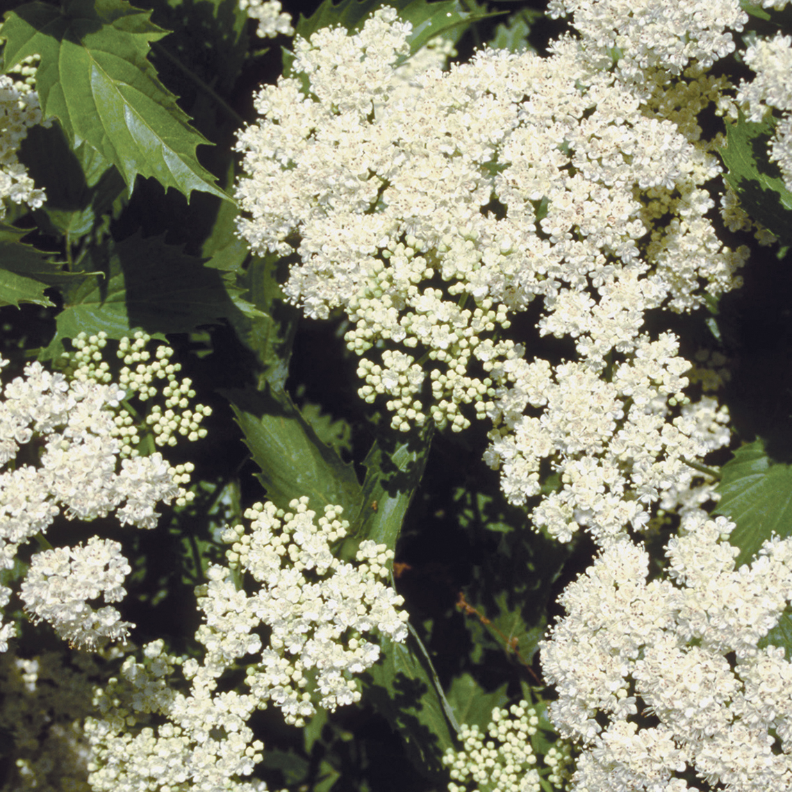The white flowers of Blue Muffin viburnum