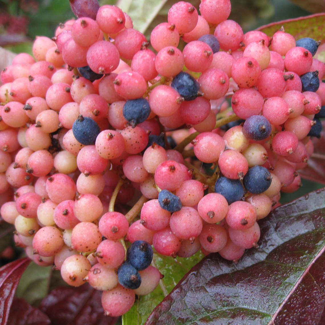 Closeup of the pink and blue berries of Brandywine viburnum