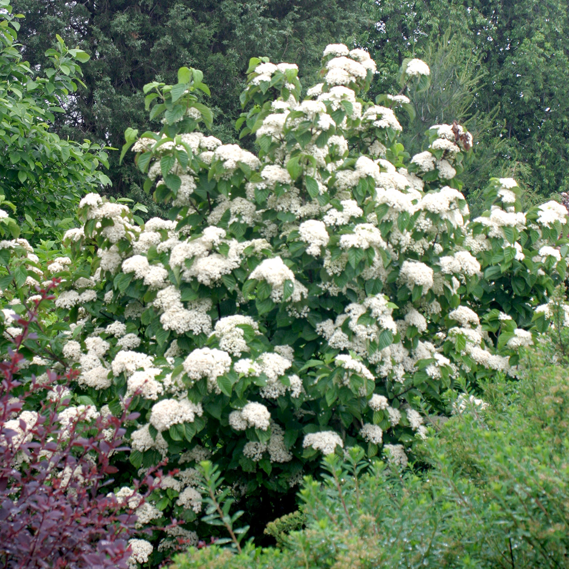 A large specimen of Cardinal Candy viburnum covered in white blooms