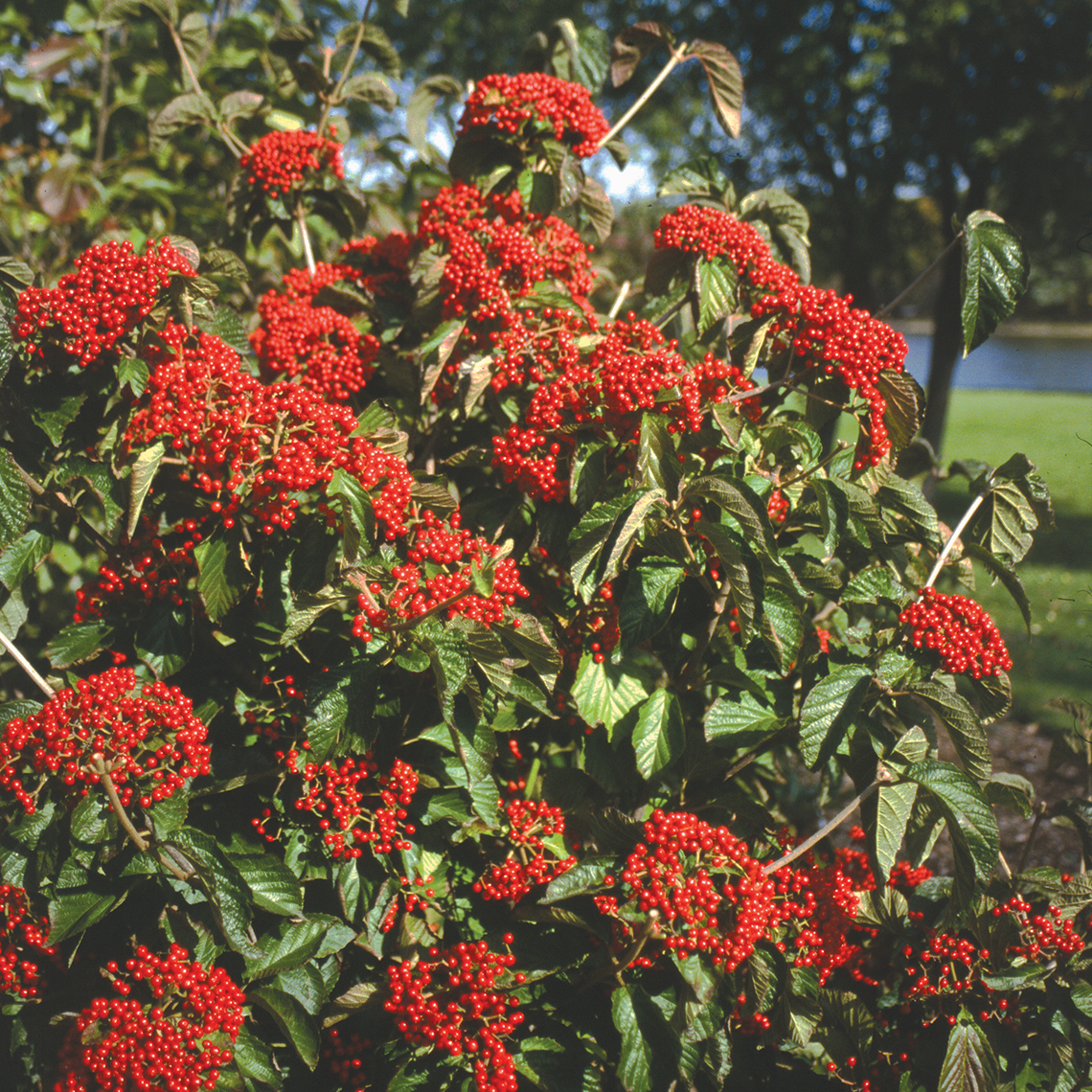 A specimen of Cardinal Candy viburnum covered in red fruit near the Grand River in Michigan