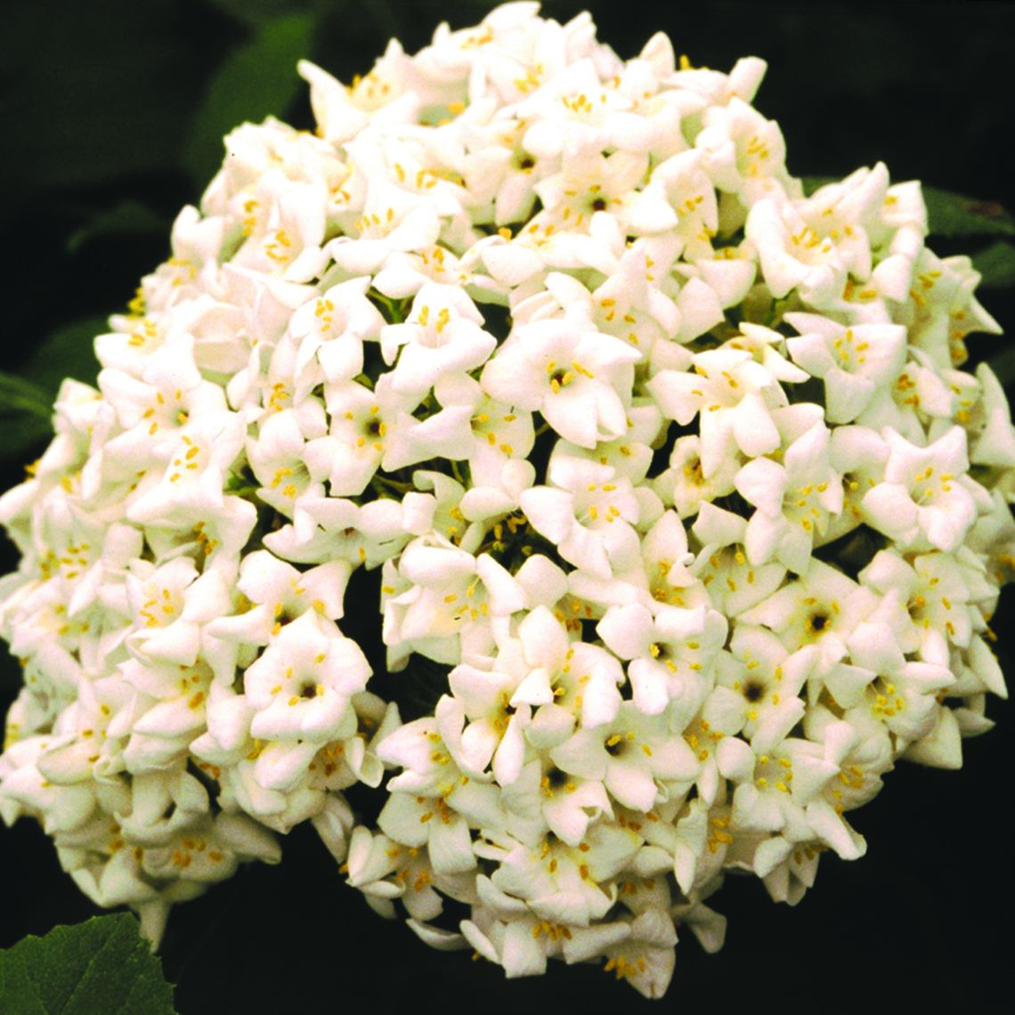 Closeup of the white inflorescence of Viburnum carlecephalum made up of several small white florets with prominent yellow anthers