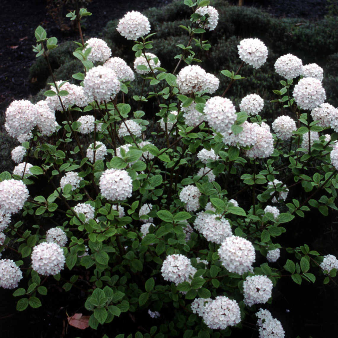 Viburnum carlesii blooming in a landscape with large white snowball like flowers