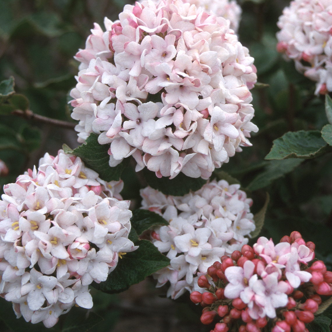 Very round white and pink flower clusters of Cayuga viburnum