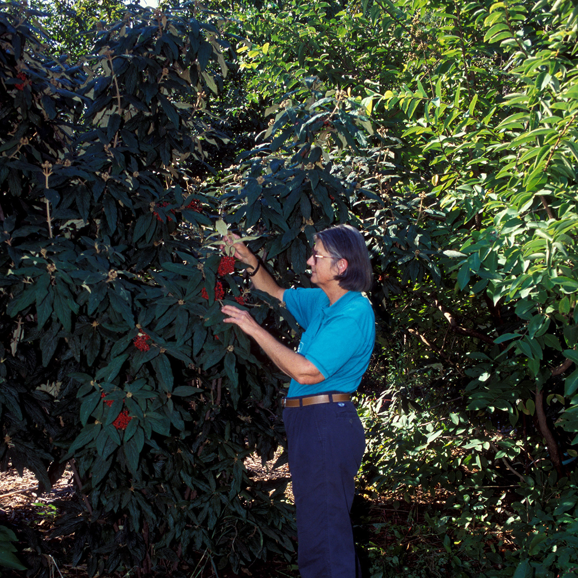 A woman standing next to a very tall specimen of Cree viburnum which has dark green foliage and a heavy crop of red berries