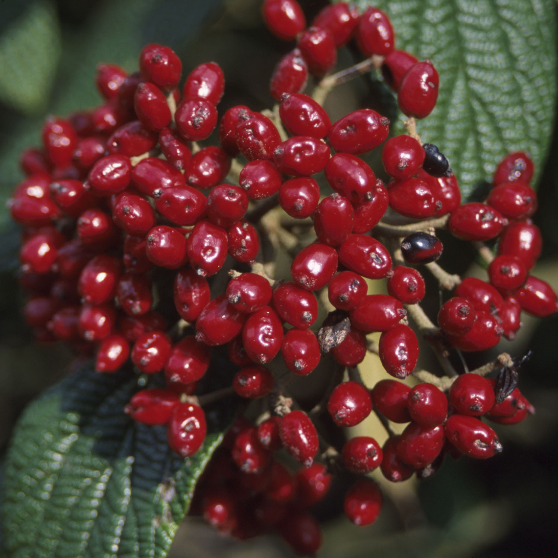 Dark red berry cluster on Darts Duke viburnum