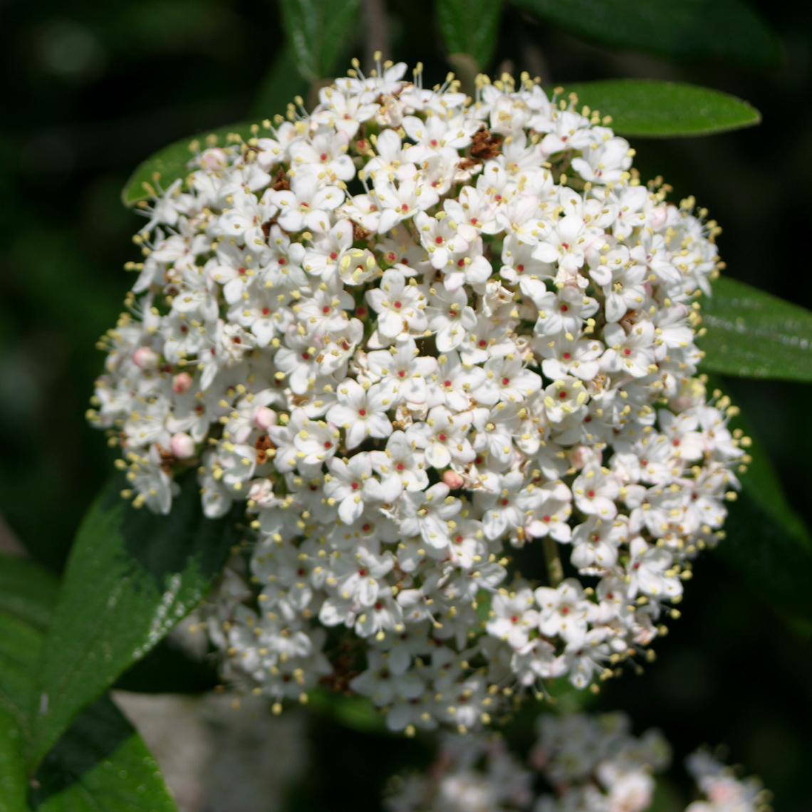 A large white flower cluster on Decker viburnum with each floret dotted orange in the center