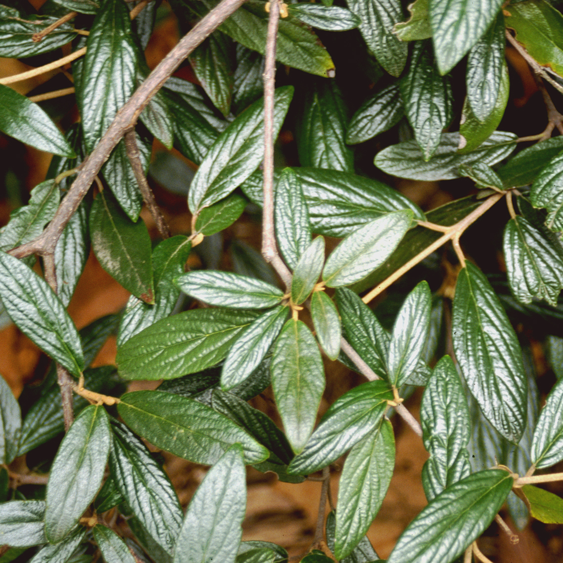Closeup of the leathery textured green foliage of Decker viburnum