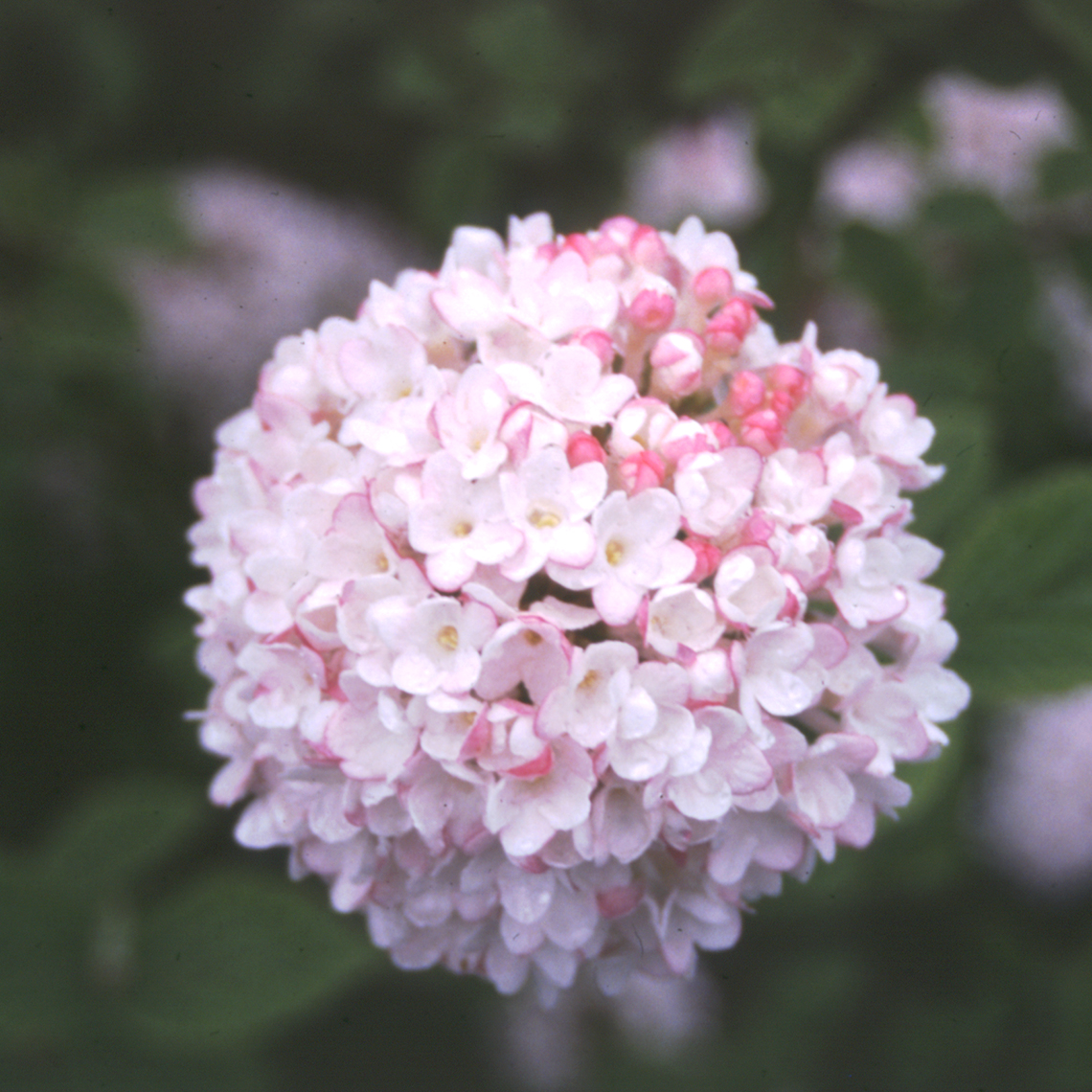 Pink and white flower cluster of Diana Koreanspice viburnum
