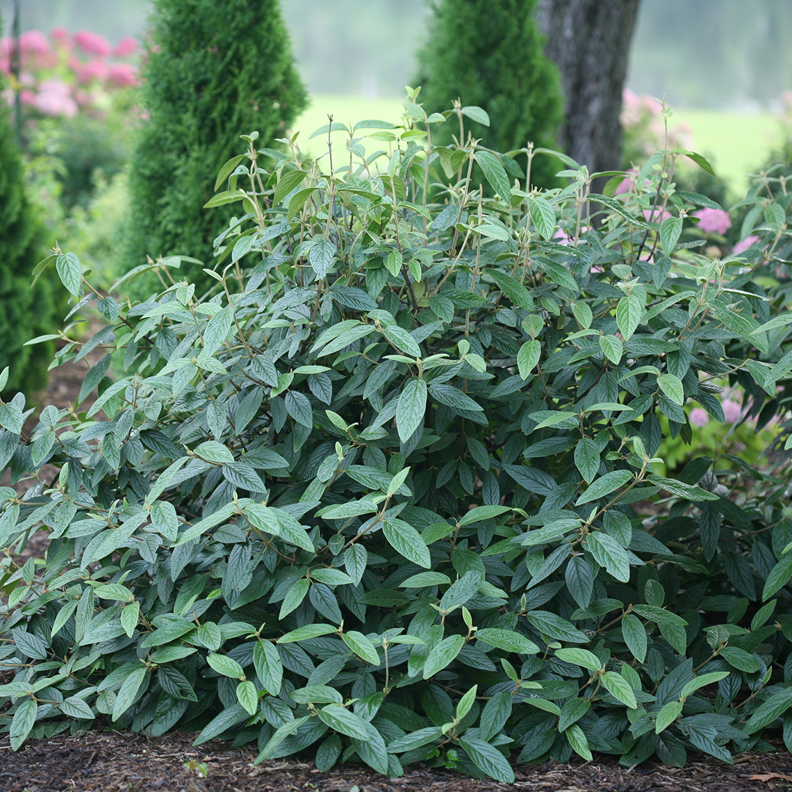 Emerald Envy viburnum in a landscape showing its mounded habit and dark green evergreen foliage