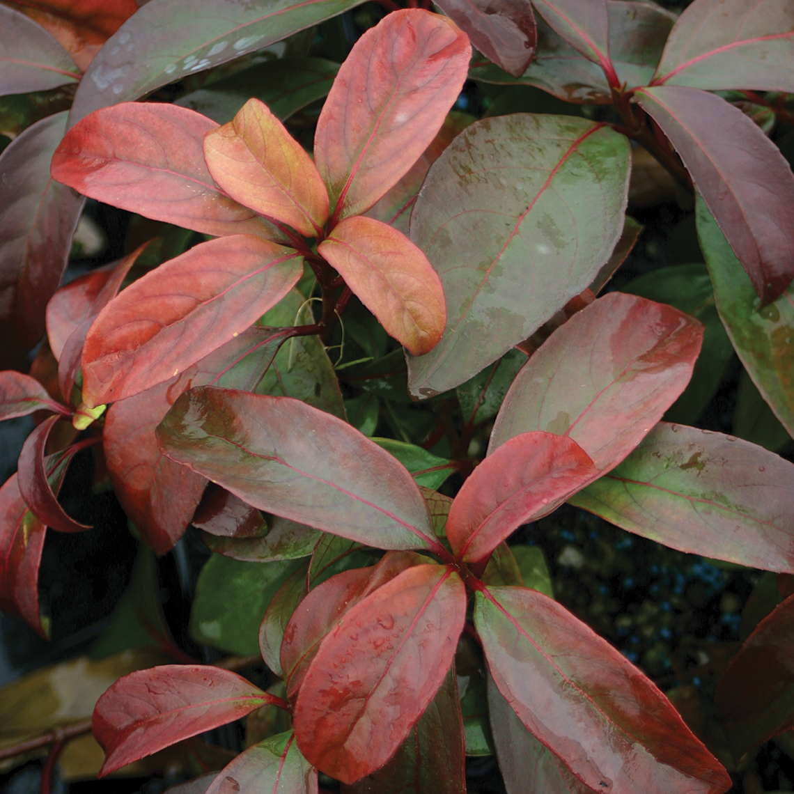 Colorful glossy evergreen foliage of Handsome Devil viburnum