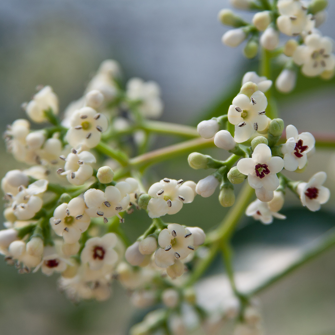 White flowers of Handsome Devil viburnum some of which have red centers and these are the female or seed bearing flowers