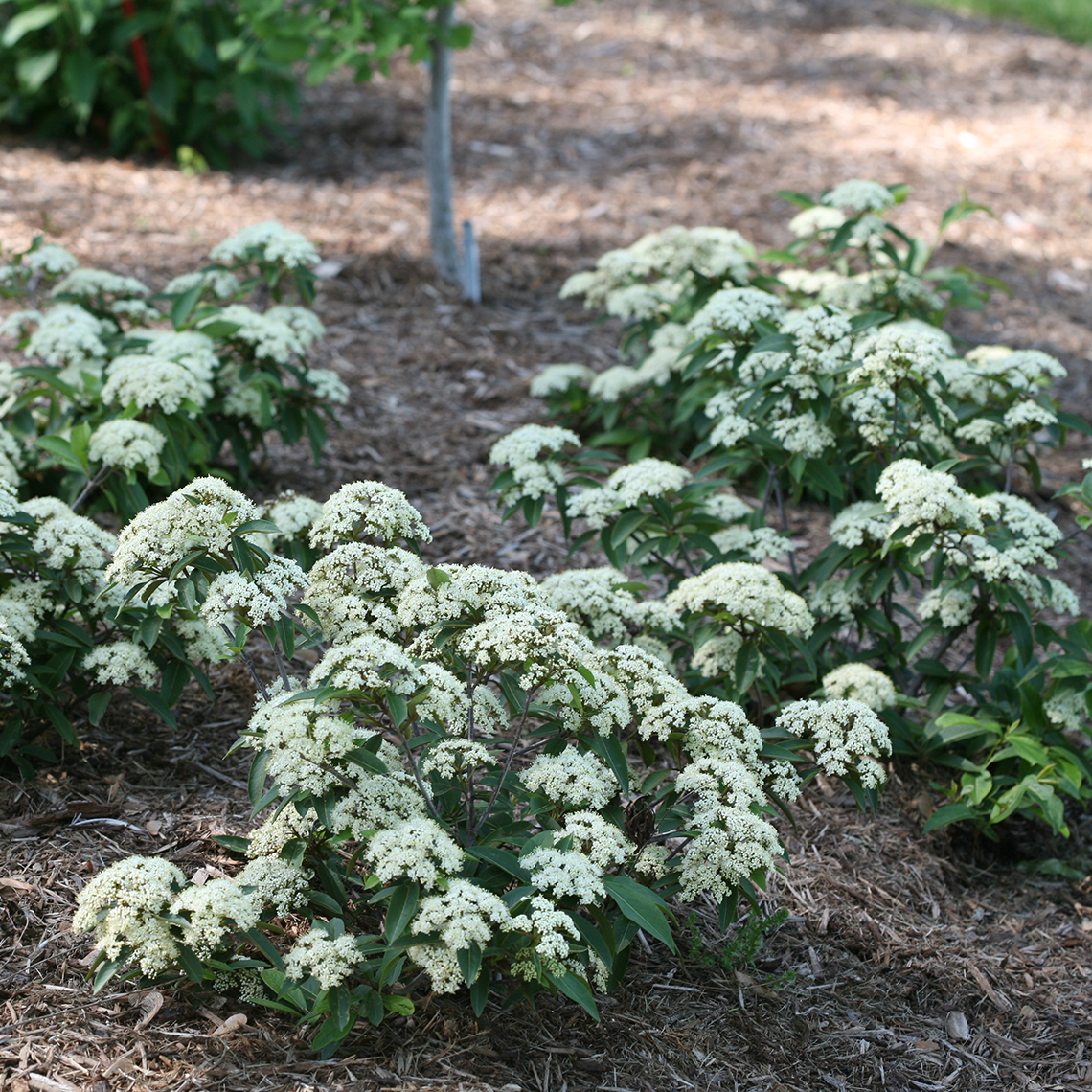 Four specimens of Lil Ditty viburnum in a landscape
